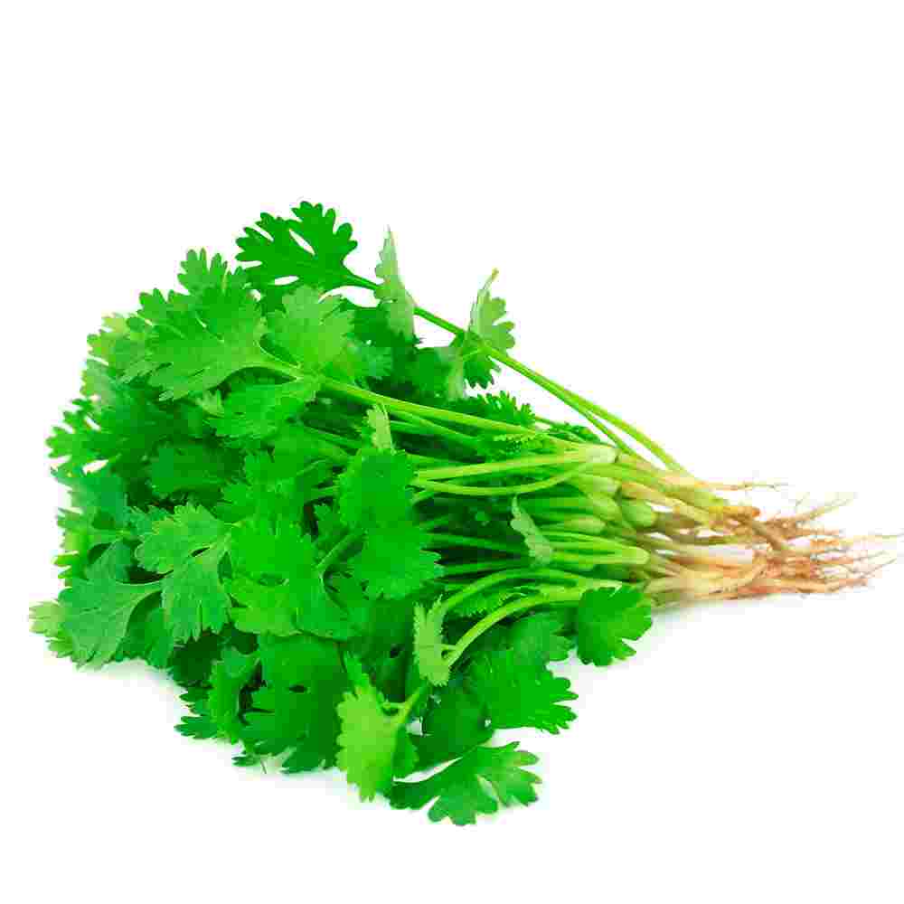 HERB CORIANDER BCH