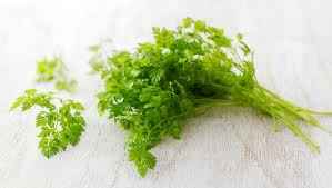 HERB CHERVIL BCH