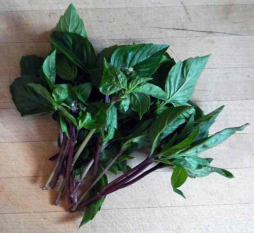 HERB BASIL THAI BCH