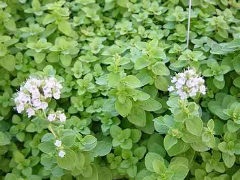 HERB MARJORAM BCH