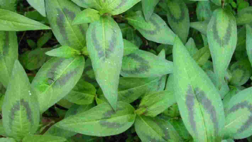 HERB MINT VIETNAMESE BCH