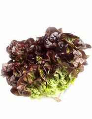 LETTUCE OAK RED CTN