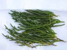SAMPHIRE GREEN KG