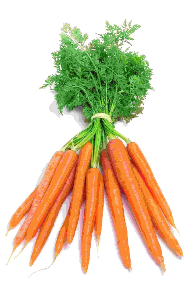 CARROT DUTCH BCH