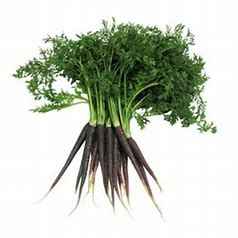CARROT DUTCH PURPLE BCH