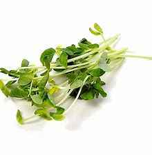 LETTUCE SNOW TENDRIL 1.5KG CTN