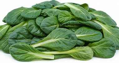 LETTUCE TATSOI KG