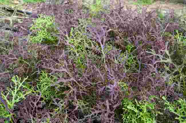 LETTUCE ELK RED (HYDRO) CTN