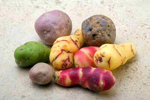 [POTASK] POTATO ANDEAN SUNRISE KG