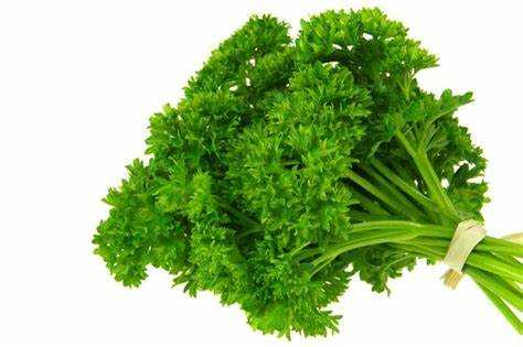 [HCUR] HERB PARSLEY CURLEY BCH