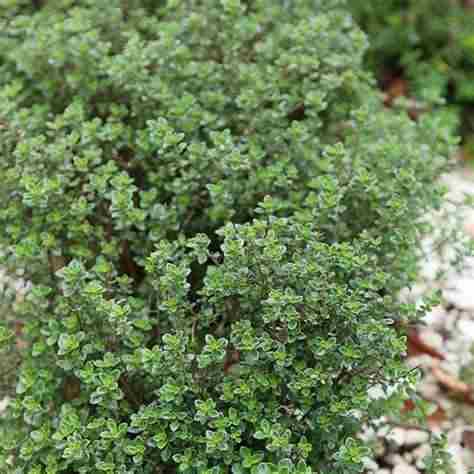 [HLEMT] HERB THYME LEMON BCH