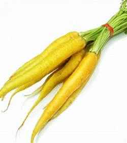 [CARDY] CARROT DUTCH YELLOW BCH