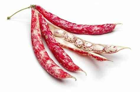 [BEANBOK] BEAN BORLOTTI KG