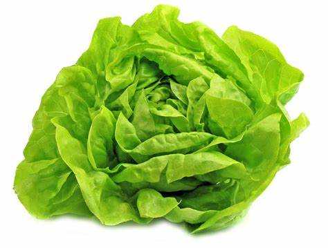 [LETB] LETTUCE BUTTER CTN