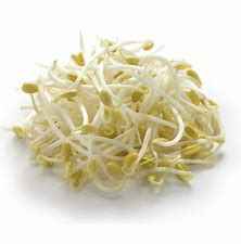 [BEANSH] SPROUT BEAN SHOOTS KG